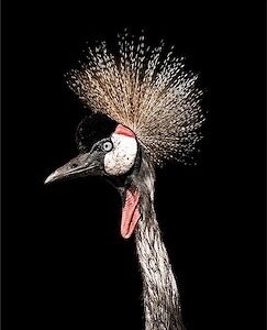 modern peacock art black